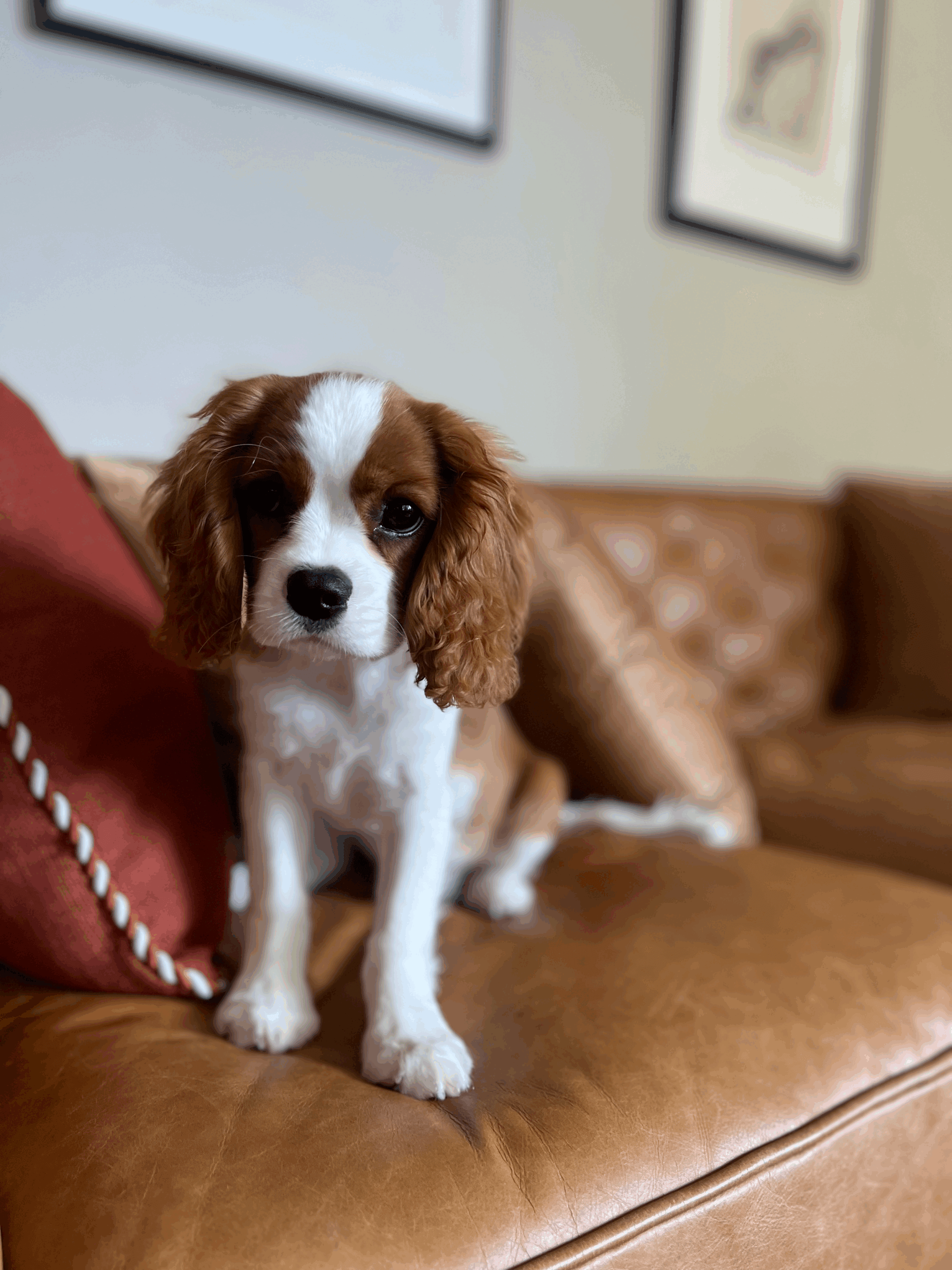 Tucker, Rachel Budnick's AKC-certified therapy dog, a Cavalier King Charles Spaniel