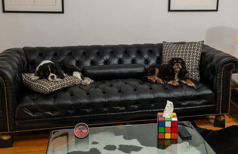 Therapy dogs Sammy and Tucker resting on the sofa in an Unfold Psychology office