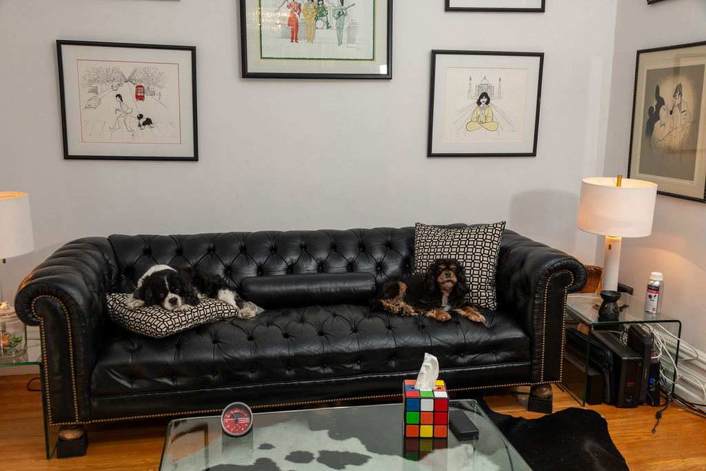 Therapy dogs Sammy and Tucker in a therapy office at Unfold Psychology