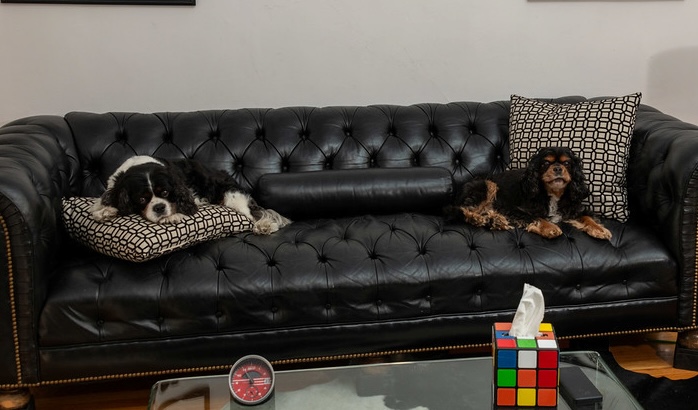 Therapy dogs Sammy and Tucker resting on the sofa at Unfold Psychology